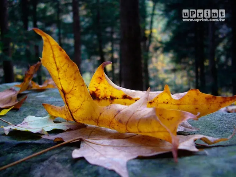 照片原始檔案為AdobeRGB色域空間 指定為AdobeRGB